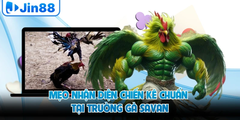 Mẹo nhận diện chiến kê chuẩn tại trường gà savan
