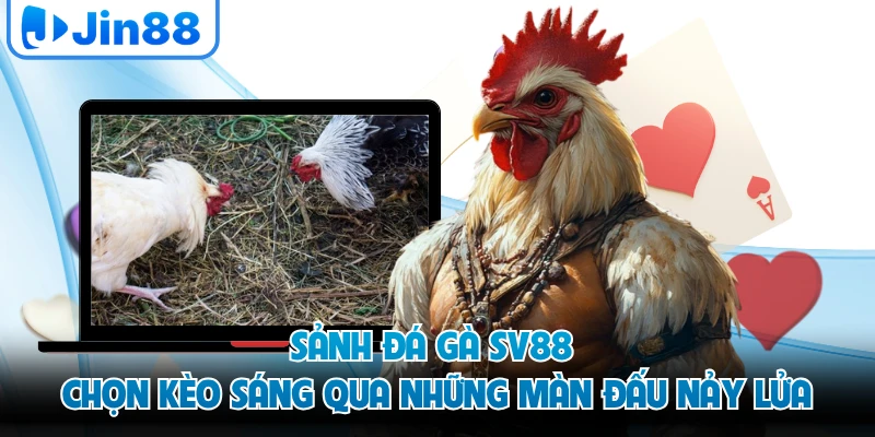 Sảnh Đá Gà SV88 - Chọn Kèo Sáng Qua Những Màn Đấu Nảy Lửa